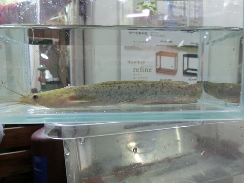 またまたタンザニアからレアナマズが入荷!_b0141806_21535933.jpg