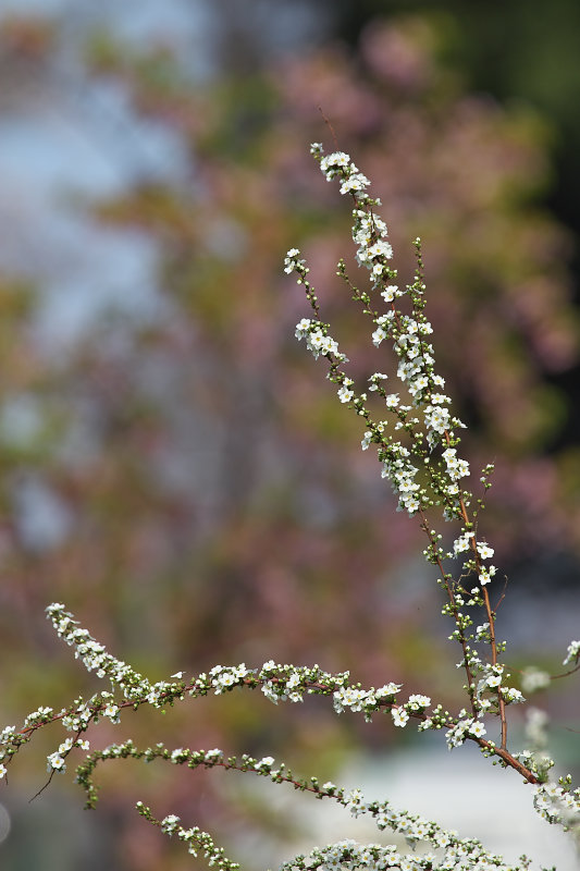 花の季節です_d0078406_2365298.jpg