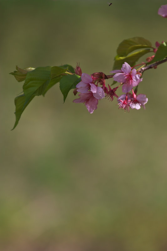 花の季節です_d0078406_2365863.jpg