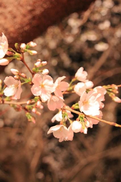 熊谷桜堤で夜桜♪_b0237207_2132774.jpg