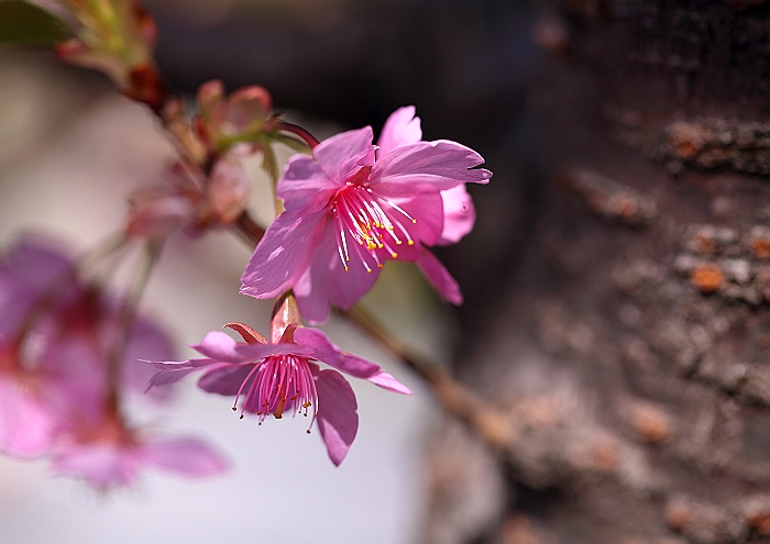 ”河津桜”_a0140608_21143023.jpg