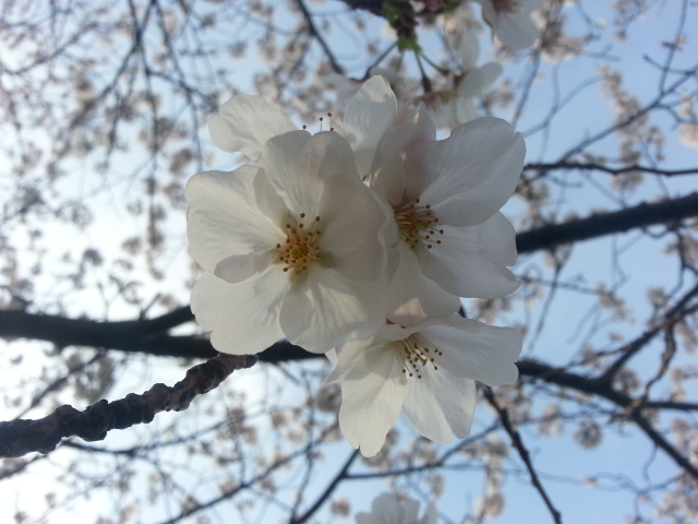 桜満開！~ 日米親善よこすかスプリングフェスタ 2013 Vol.1_b0042308_21253279.jpg