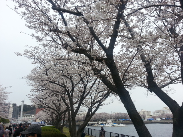 桜満開！~ 日米親善よこすかスプリングフェスタ 2013 Vol.1_b0042308_21312252.jpg