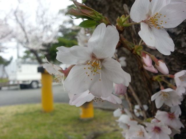 桜満開！~ 日米親善よこすかスプリングフェスタ 2013 Vol.1_b0042308_2134242.jpg