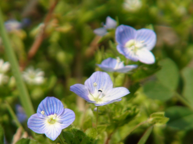 春の野原の花no1 オオイヌノフグリ 花大根 ハコベ 徳ちゃん便り 春の野原の花no1 オオイヌノフグリ 花大根 ハコベ 徳ちゃん便り
