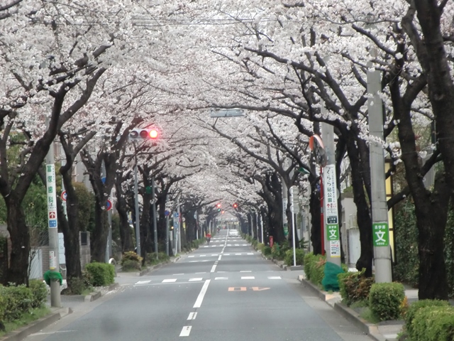 都立砧公園 東京都 世田谷区 の桜便り 13 3 24 徳ちゃん便り