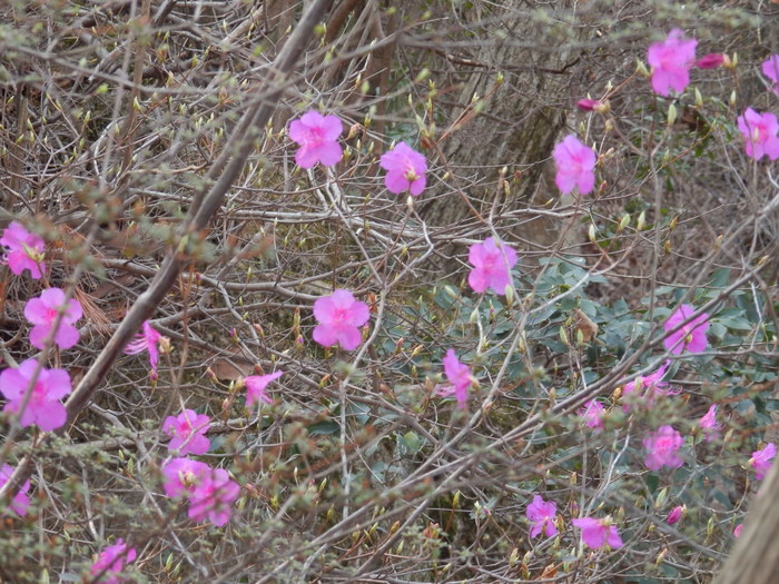 裏山の今_f0219710_6471040.jpg
