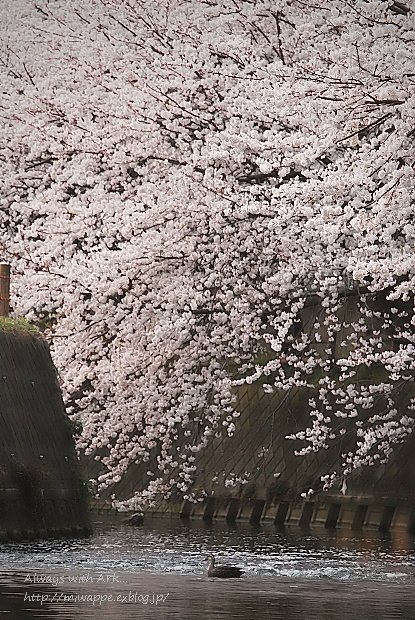 2013　あーくとハウルと桜の散歩。_e0005411_1601361.jpg