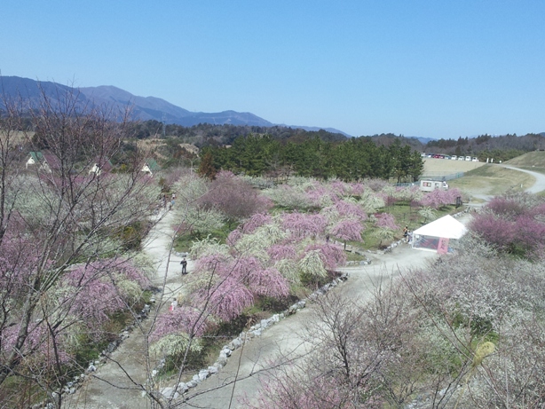 梅林といったら和歌山は南部（みなべ）だけれど、三重は“いなべ”_e0033713_15513869.jpg