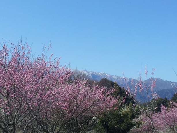 梅林といったら和歌山は南部（みなべ）だけれど、三重は“いなべ”_e0033713_1611356.jpg