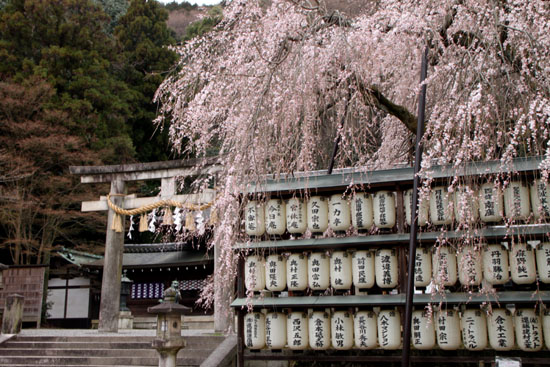 大石神社 大石桜_e0048413_1562341.jpg
