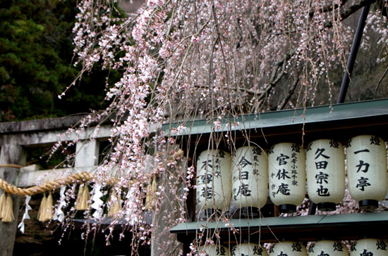 大石神社 大石桜_e0048413_1563357.jpg
