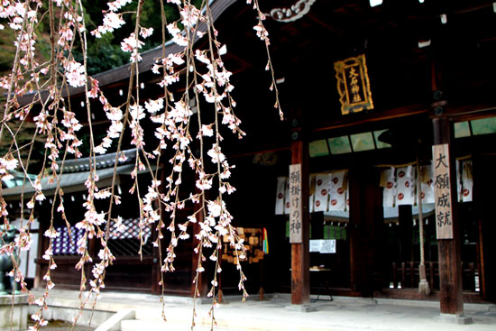 大石神社 大石桜_e0048413_1565934.jpg
