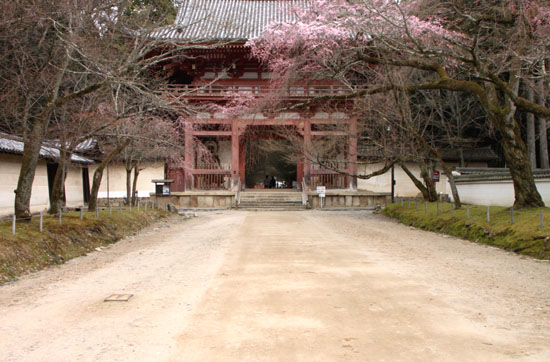 醍醐寺　五分咲き_e0048413_16382478.jpg