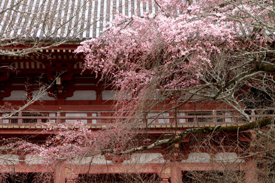 醍醐寺　五分咲き_e0048413_16384436.jpg