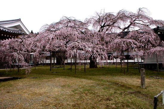 醍醐寺　五分咲き_e0048413_16392869.jpg