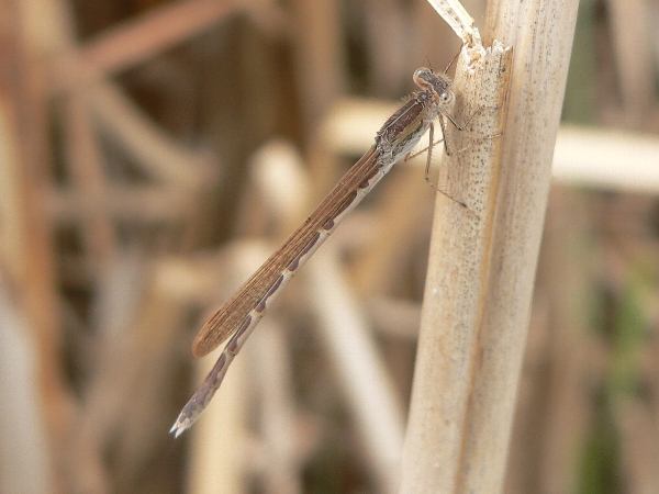 福岡地区　池散策　カメサマハミテイマス（牧師風）_e0002314_20562284.jpg