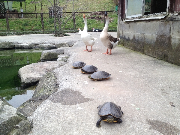 福岡地区　池散策　カメサマハミテイマス（牧師風）_e0002314_21131881.jpg