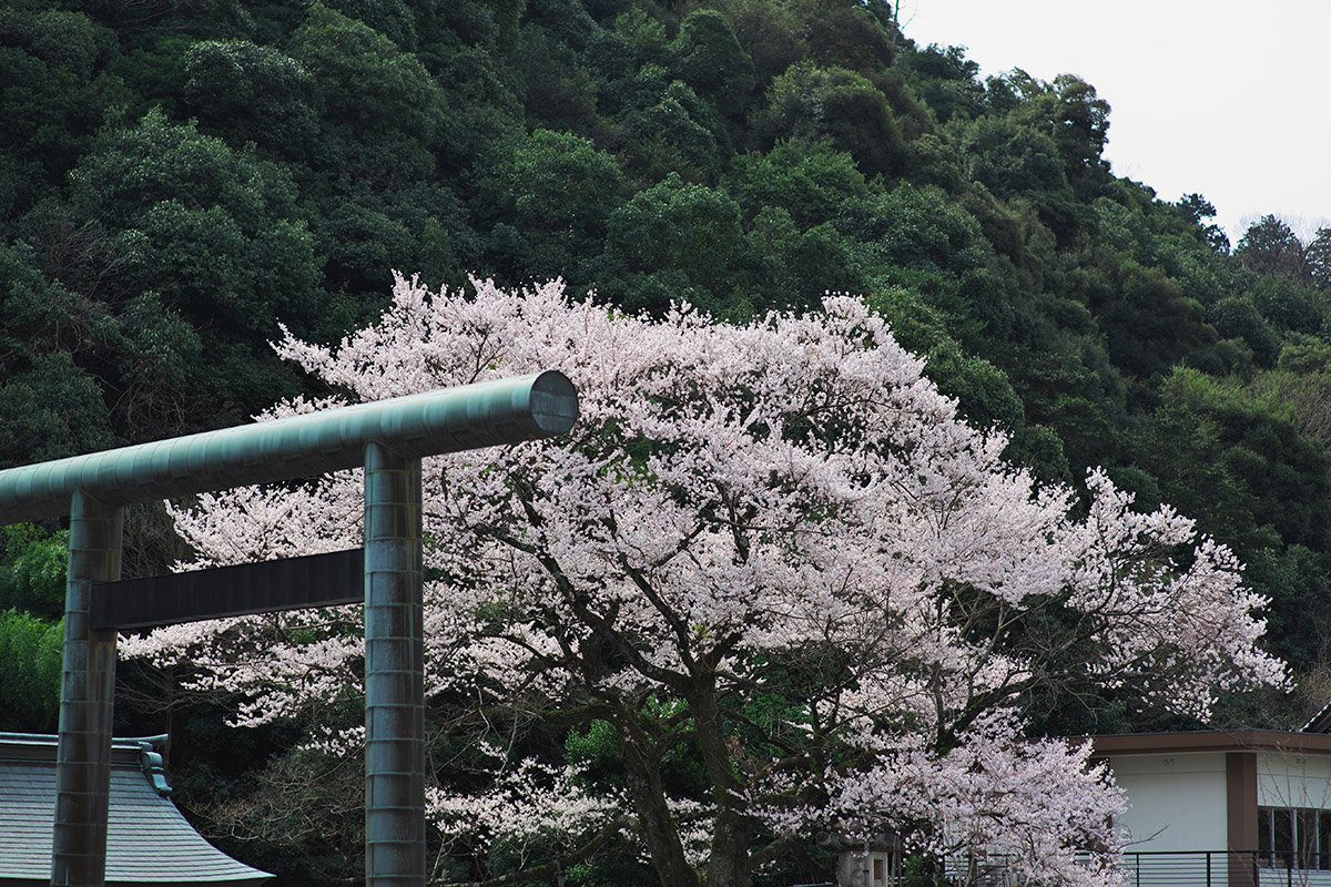 鵜飼桜2013（岐阜護國神社）_c0115616_5402995.jpg