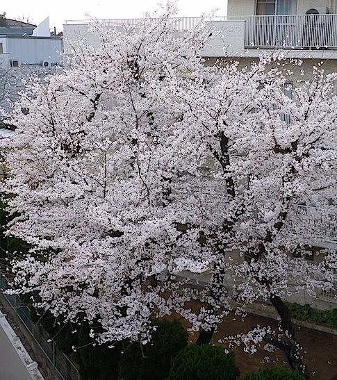 今日のアトリエと、ウチの桜。_f0036716_23152231.jpg