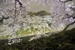 夜桜_d0181718_1420250.jpg