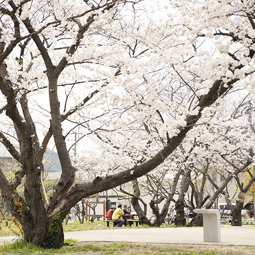 くりはまみんなの公園にも♪_d0231918_1658966.jpg