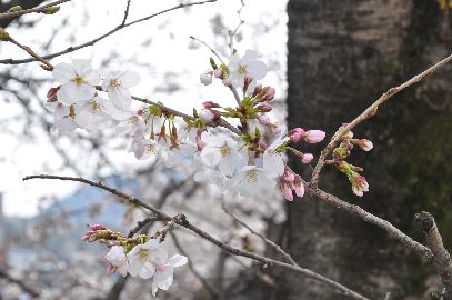 「山本川のさくら」_e0045719_1946857.jpg