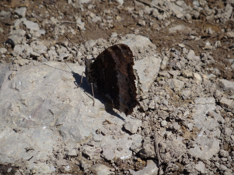 c0085622_22981.jpg