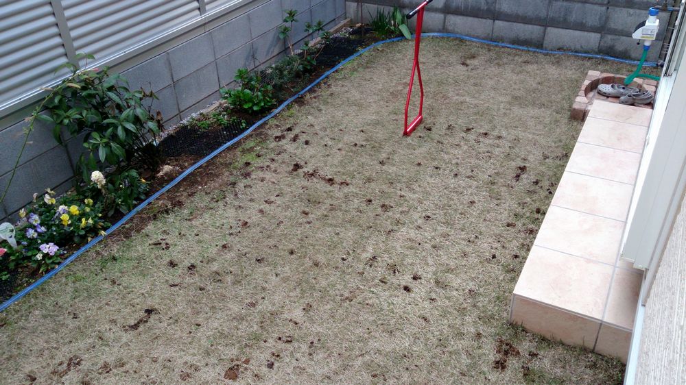 芝のエアレーションと種まき ロサンゼルスｍｂａ生活とその後