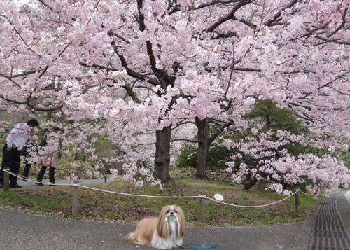 桜めぐり_c0028424_2073431.jpg