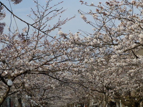 春の鎌倉散歩_e0237625_22565484.jpg
