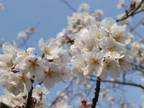 春の鎌倉散歩_e0237625_22574394.jpg