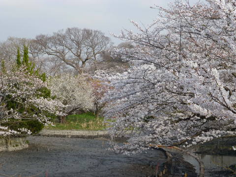 春の鎌倉散歩_e0237625_2258461.jpg