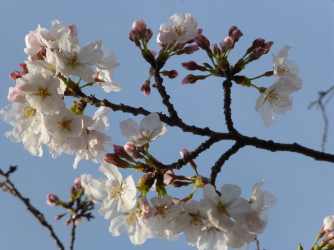 春の鎌倉散歩_e0237625_22595038.jpg