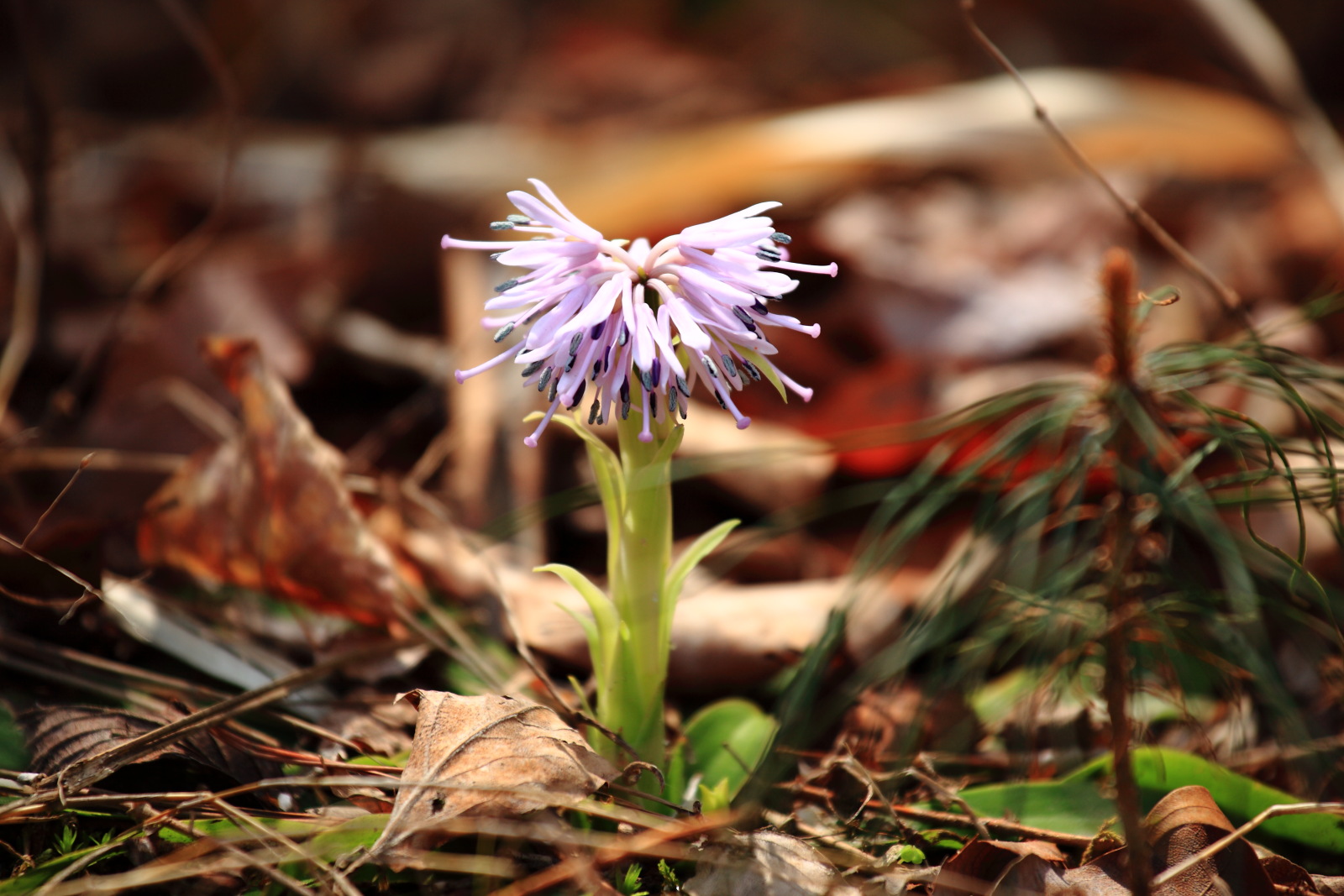 山道の花_b0164726_22421690.jpg