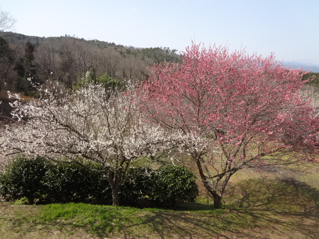 梅の里公園　（梅の木観賞）_d0030026_7585078.jpg