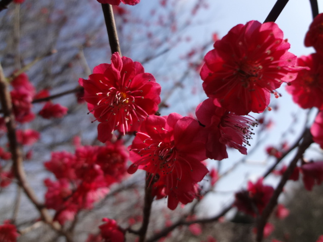 梅の里公園　（梅の木観賞）_d0030026_7591577.jpg