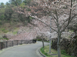 桜咲く風景～松山総合公園にて_c0034228_233882.jpg