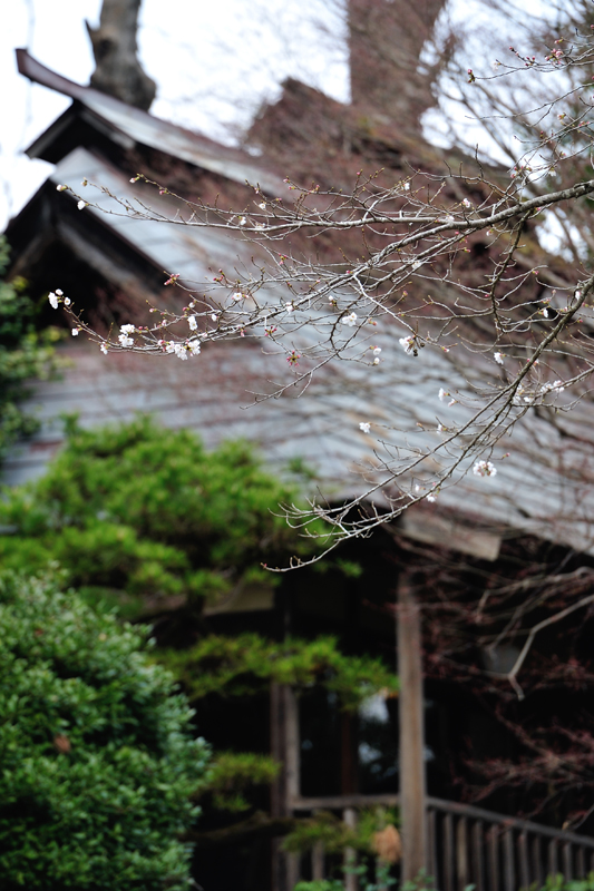 桜が咲きはじめました。_a0204730_14342627.jpg