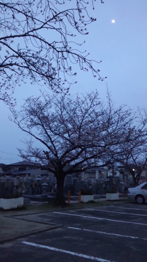 桜、まだでした_b0160730_2010408.jpg