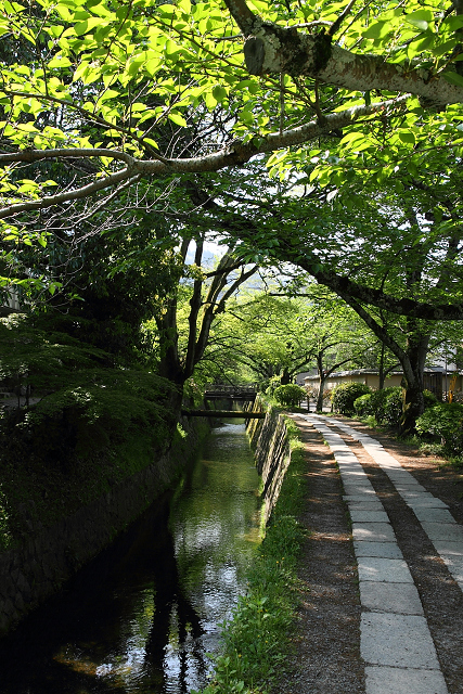 新緑の哲学の道巡り －哲学の道（前編）－_b0169330_16491316.jpg