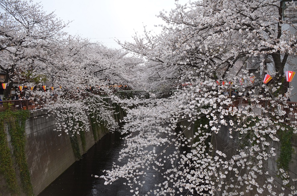 目黒川桜並木の満開の桜に感激！_f0124830_1294720.jpg