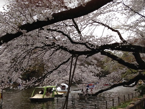 桜～２０１３年_d0154631_23364763.jpg