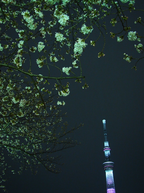 Cherry blossoms and TOKYO SKYTREE_e0254331_21442853.jpg