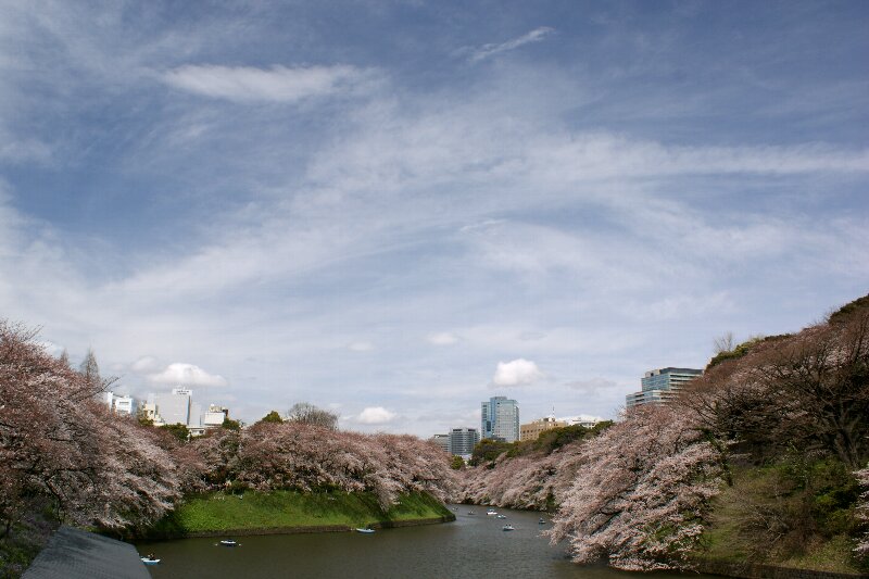 同じ場所からの桜（2009～2012）☆千鳥ヶ淵_a0122932_12573466.jpg