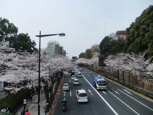 花のお江戸の....お花見1...(靖国&千鳥が淵)_b0137932_1112582.jpg
