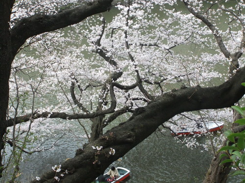 花のお江戸の....お花見1...(靖国&千鳥が淵)_b0137932_11305763.jpg