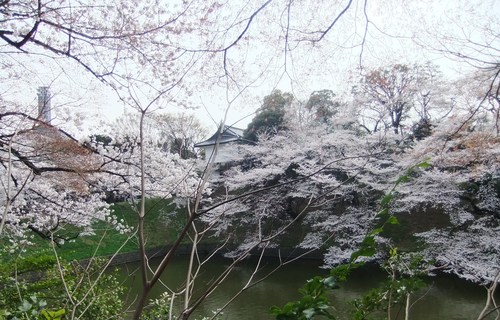 花のお江戸の....お花見1...(靖国&千鳥が淵)_b0137932_1130877.jpg