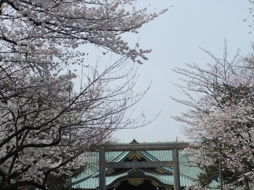 花のお江戸の....お花見1...(靖国&千鳥が淵)_b0137932_113335.jpg