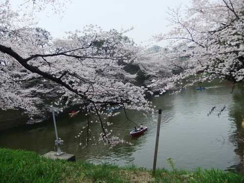 花のお江戸の....お花見1...(靖国&千鳥が淵)_b0137932_11393567.jpg